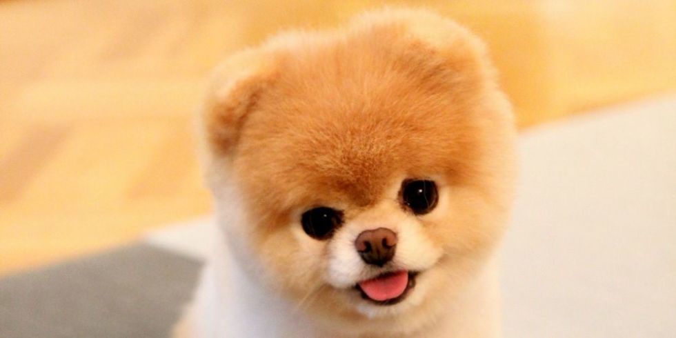 Dog Grooming Imported To Aus Dog Grooming Imported To Aus