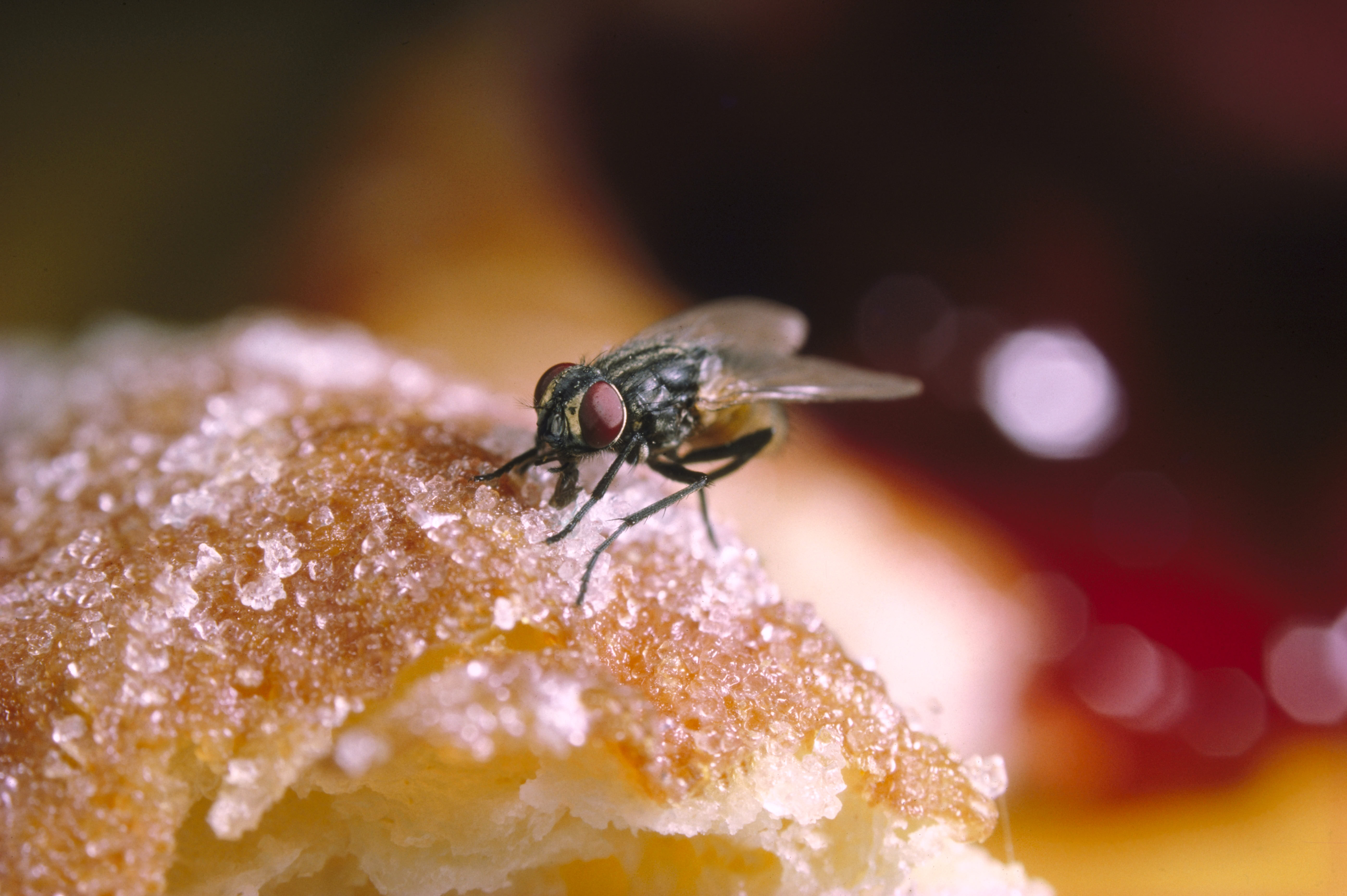 Can You Eat Food If A Fly Lands On It Can You Eat Food If A Fly Lands On It