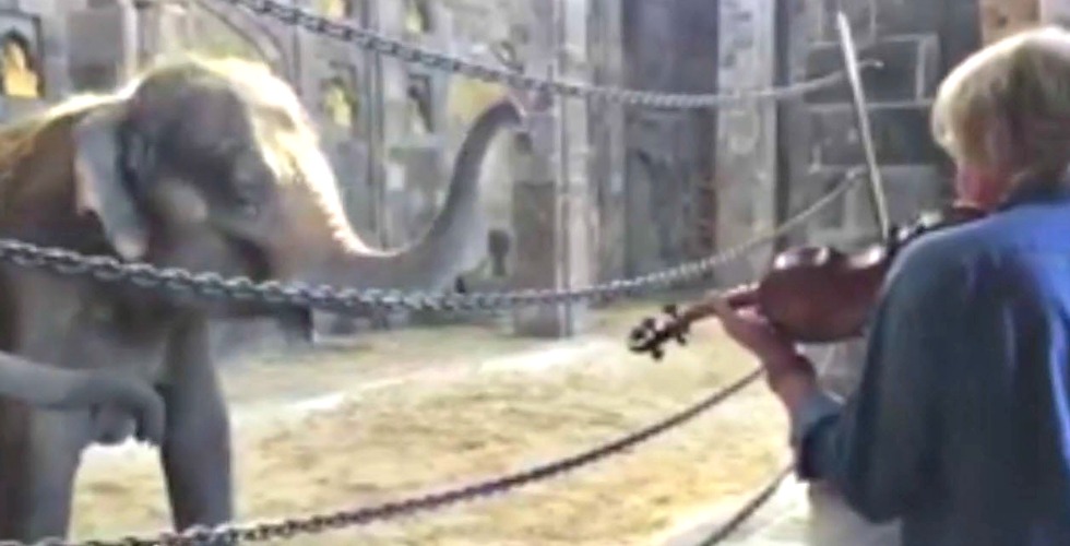 You'll LOVE What Happens When Elephants Listen to Classic Music