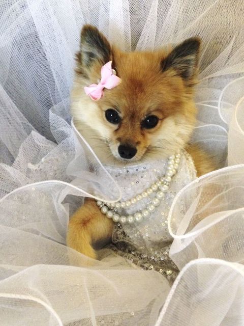 dazzling dogs 25 best costumes ideas for pet costumes dazzling dogs 25 best costumes ideas for pet costumes