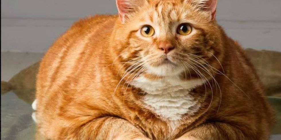 A Severely Overweight 41-Pound Cat Named Skinny Finally Lives Up to His