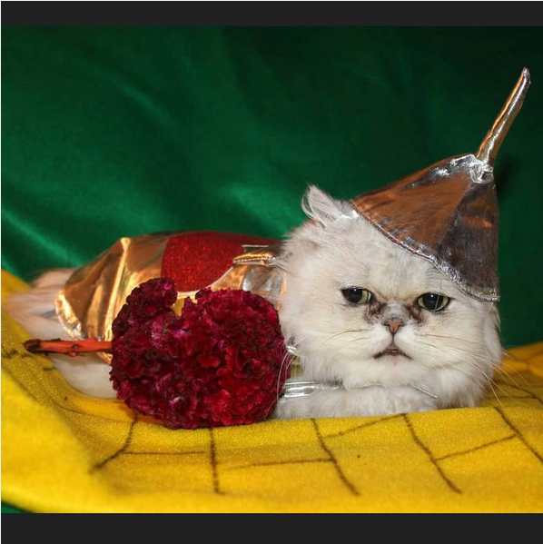 30 pet cat halloween costumes 2017 cute ideas for cat costumes - Halloween Costumes For Kittens Pets 30 pet cat halloween costumes 2017 cute ideas for cat costumes - Halloween Costumes For Kittens Pets
