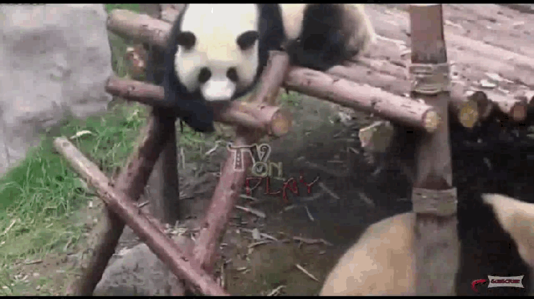 gallery-1443033600-panda.gif
