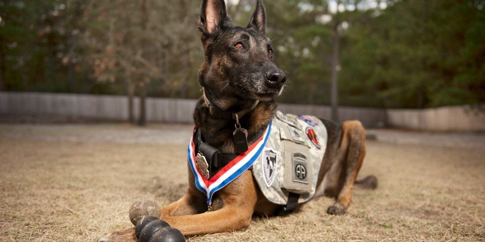 veteran dogs this canine veteran is inspiring a movement to help former dogs suffering veteran dogs this canine veteran is inspiring a movement to help former dogs suffering