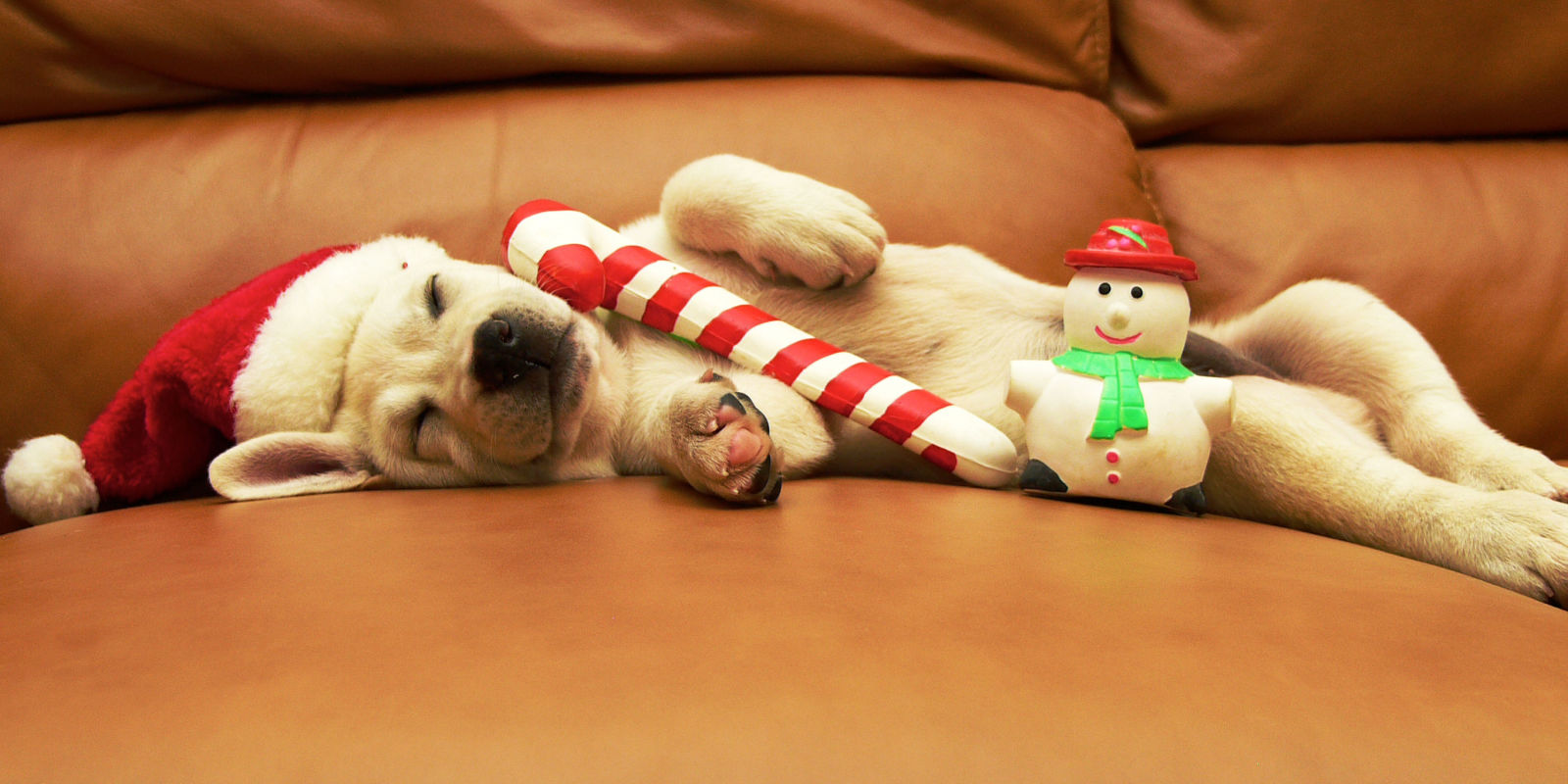 22 Ridiculously Adorable Photos of Pets in Santa Hats 22 Ridiculously Adorable Photos of Pets in Santa Hats