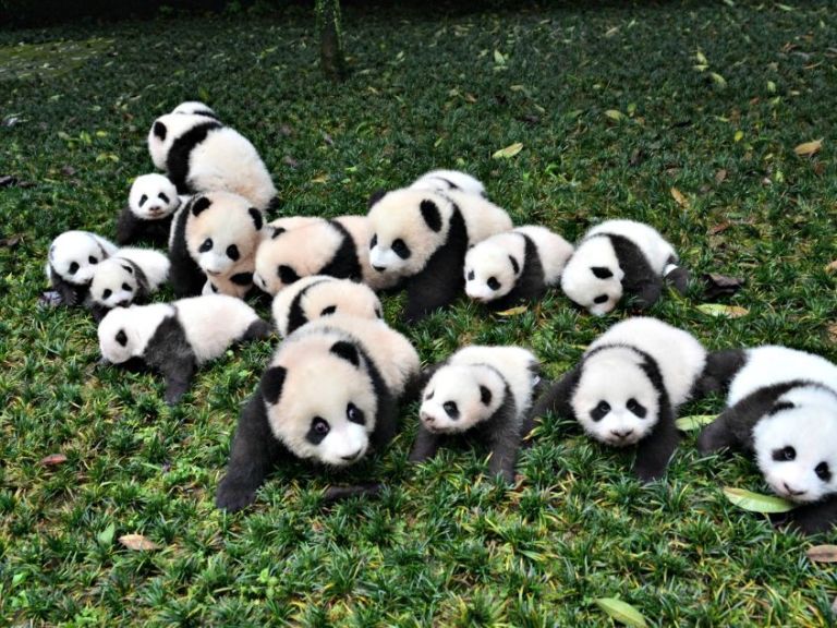 images of baby pandas