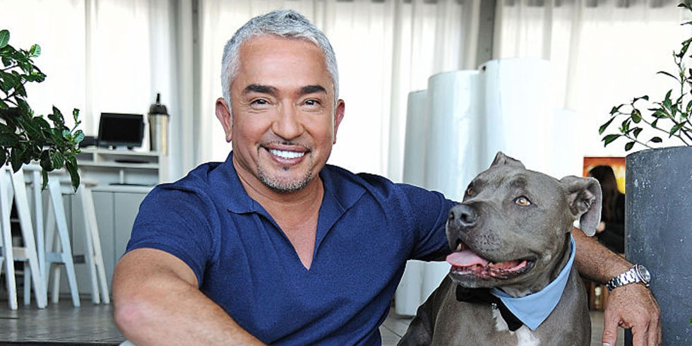 cesar millan stop barking