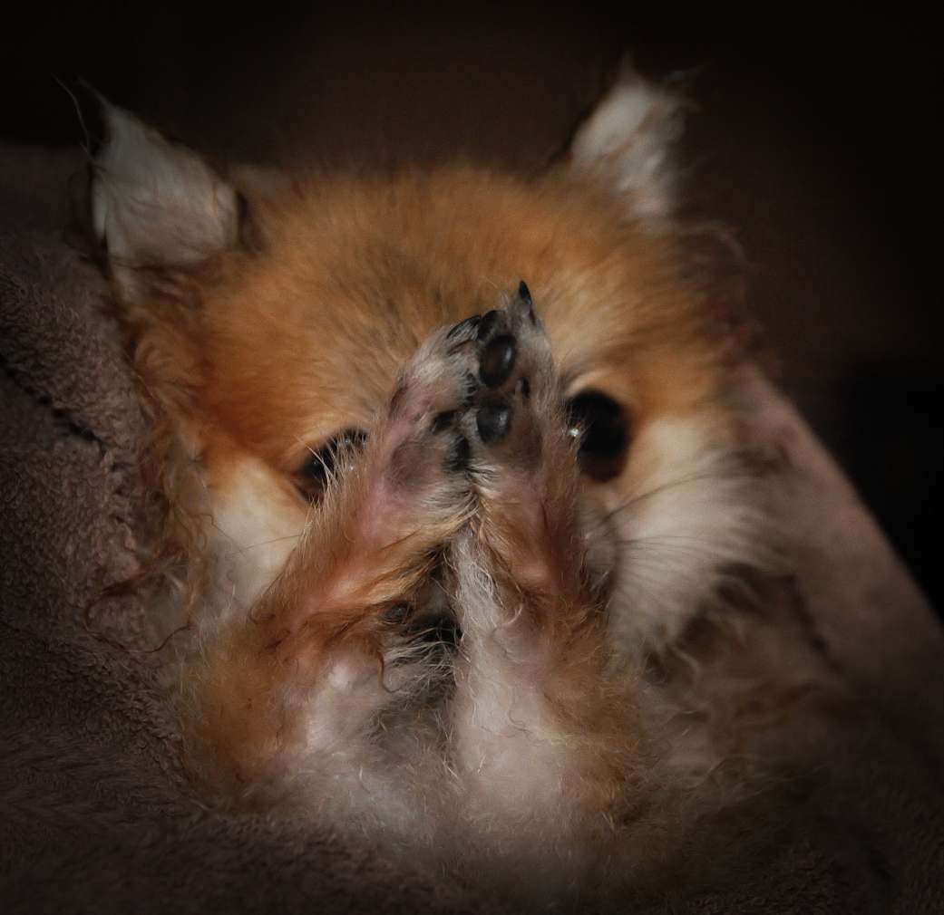 8 Cute Video Clips of Dogs Praying Dog Prayer