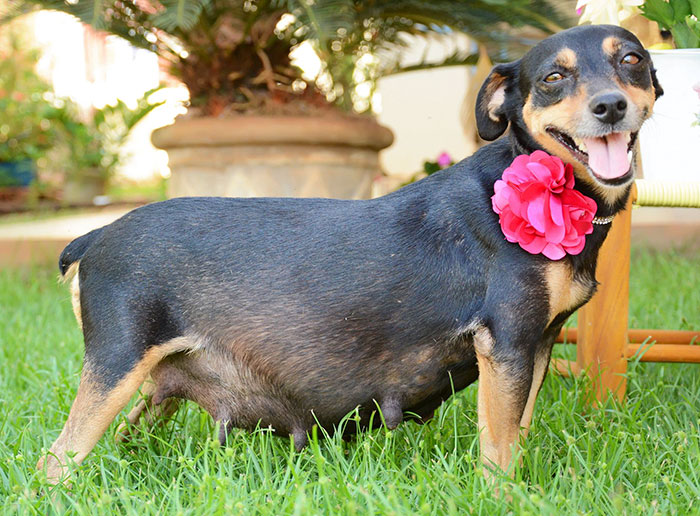 how long do dogs carry their pups