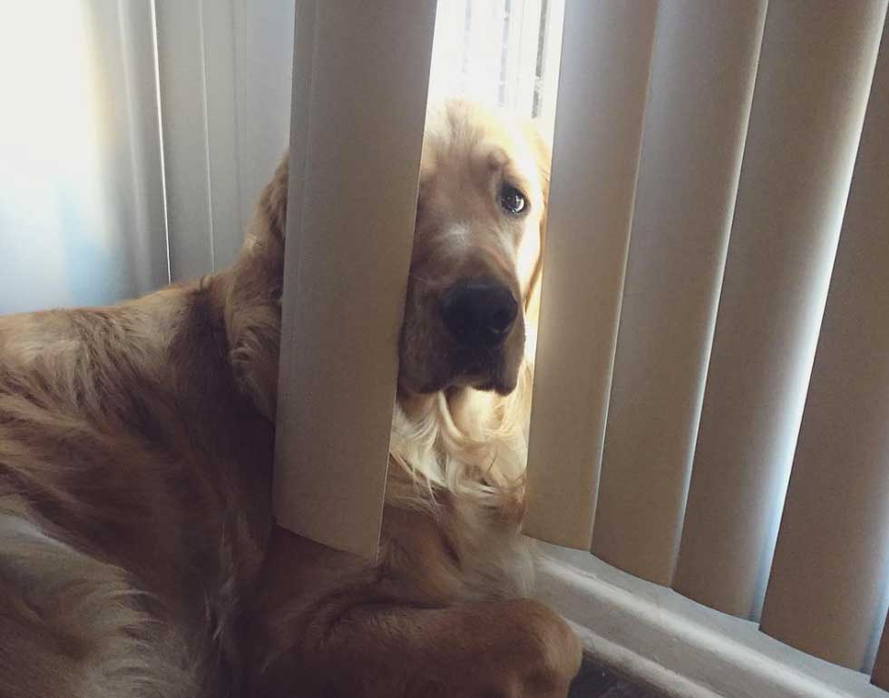 Hide and Seek Photos Dogs Playing Hide and Seek