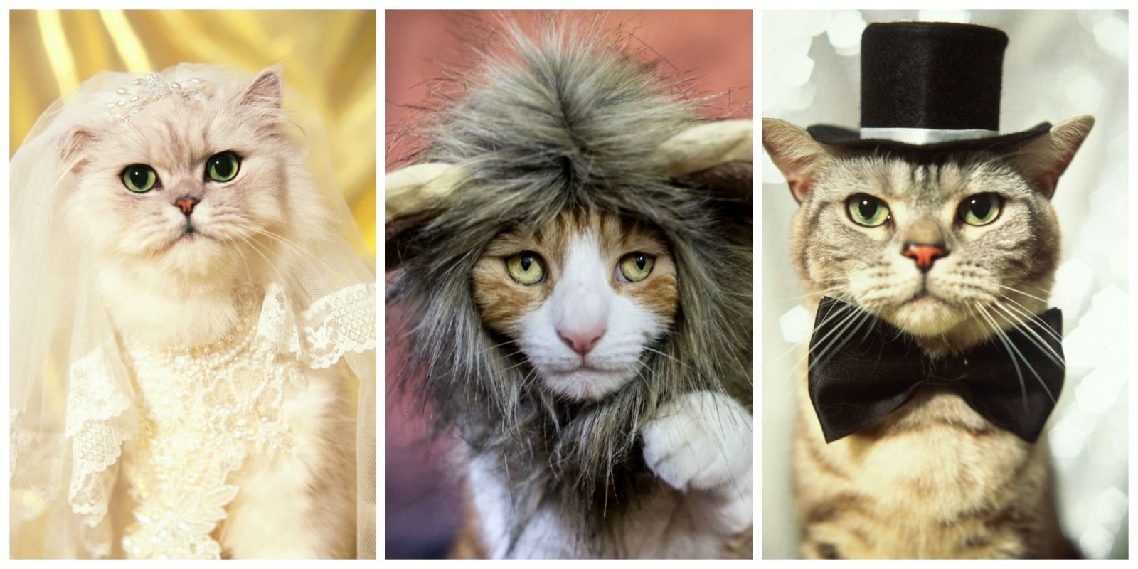 30 pet cat halloween costumes 2017 cute ideas for cat costumes - Halloween Costumes For Kittens Pets 30 pet cat halloween costumes 2017 cute ideas for cat costumes - Halloween Costumes For Kittens Pets