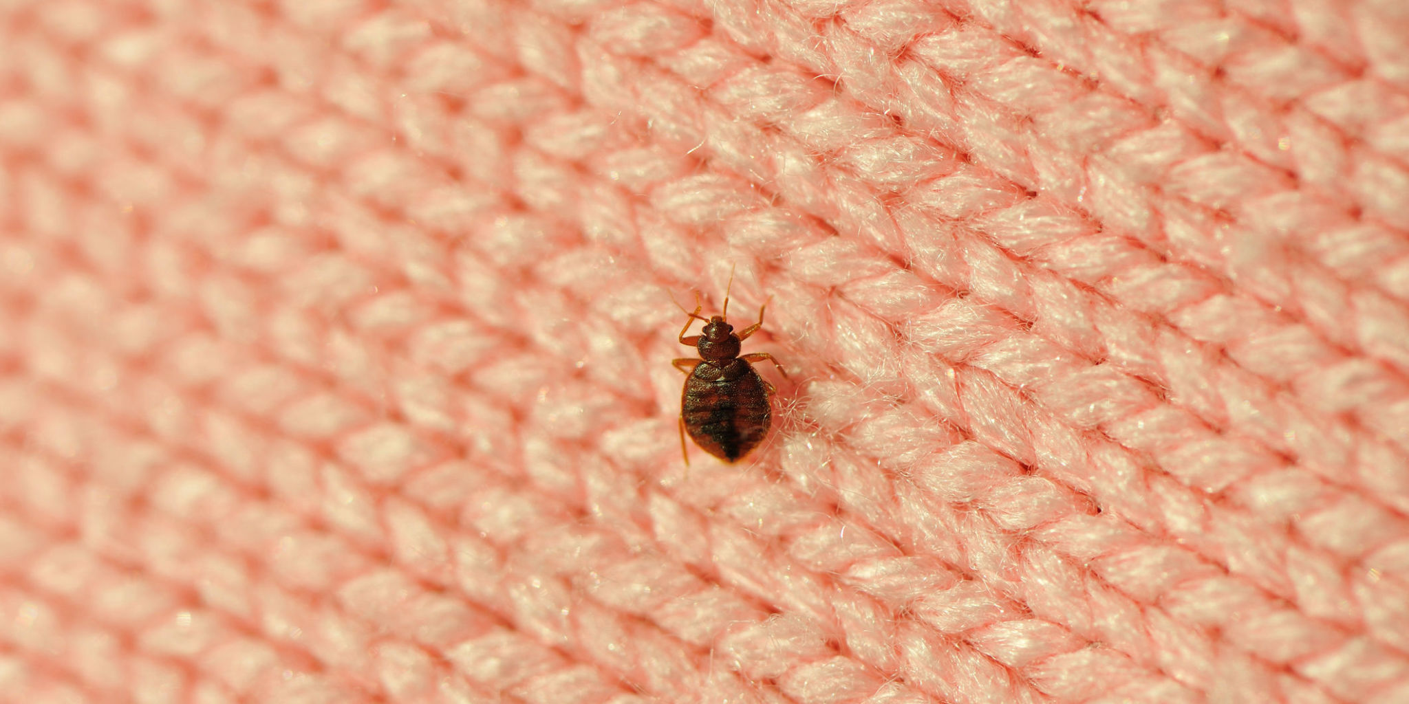 Can Dogs Bring Bed Bugs In From Outside