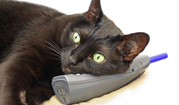 Gato negro atendendo um telefone