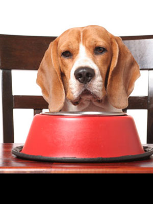 dog getting first-class treatment