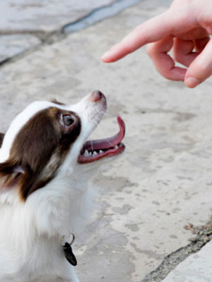 disciplining a puppy pet care tips disciplining a new at womansday disciplining a puppy pet care tips disciplining a new at womansday