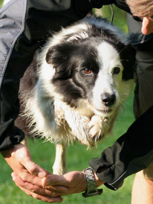 most intelligent dogs breeds most intelligent breeds at womansday most intelligent dogs breeds most intelligent breeds at womansday