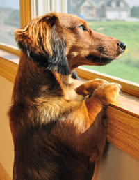 Why Does My Dog Bark All Night Long Why Does My Dog Bark All Night Long