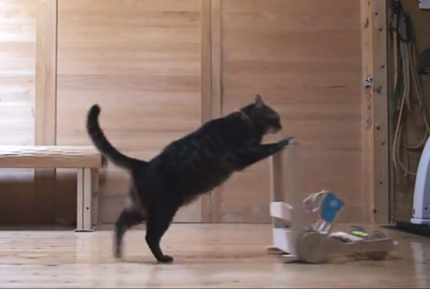 Cat Trick Funny Cat Videos