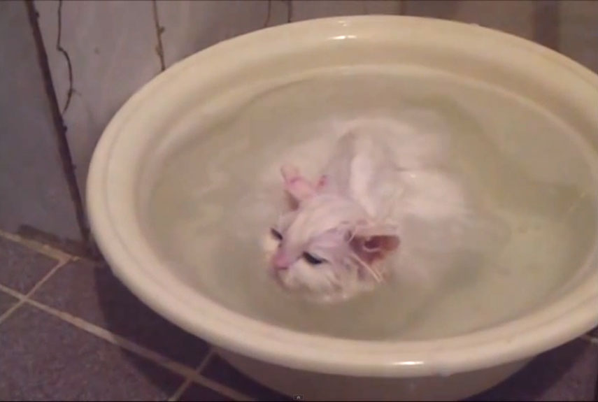 Cat Bath Funny Cat Video